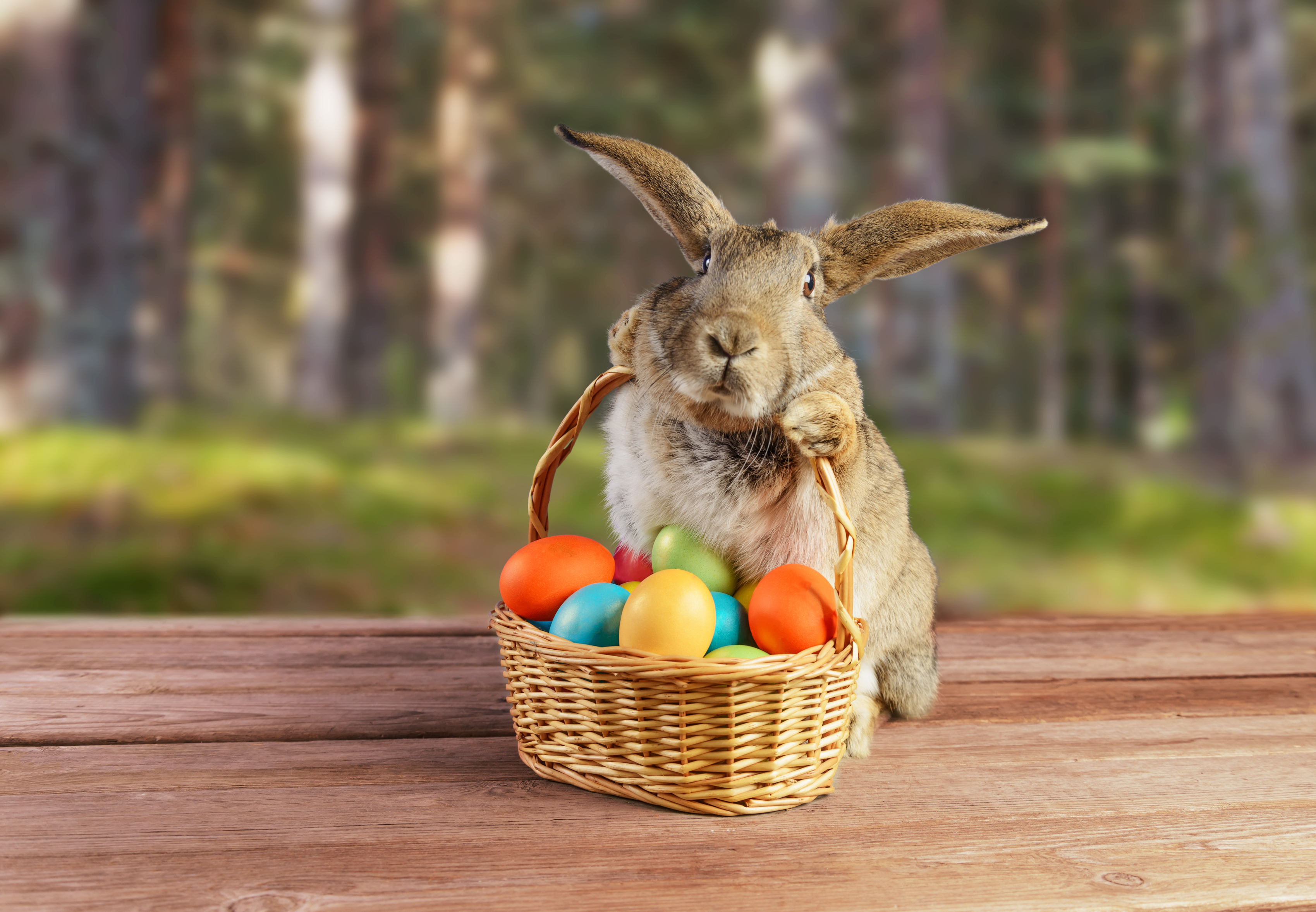 The Easter Bunny and Jesus | Explore God Article