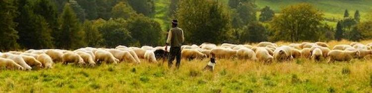 shepherd with flock