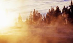 A forest in the mist at sunrise.