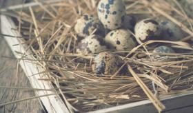 eggs in a bird's nest