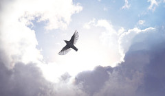bird flying overhead