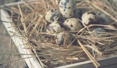 eggs in a bird's nest